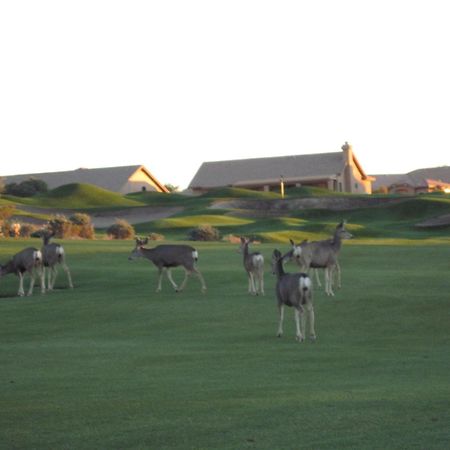 Gold Canyon Golf Resort Номер фото