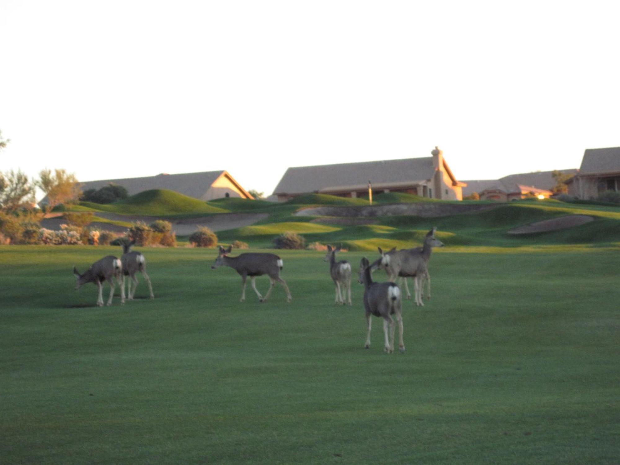 Gold Canyon Golf Resort Номер фото